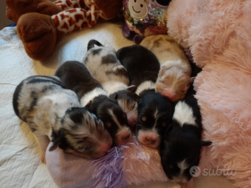 Cucciole pastore australiano