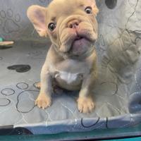 Bulldog francese esotico New Shade Isabella tan