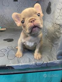 Bulldog francese esotico New Shade Isabella tan