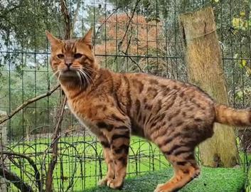 Cuccioli gatto bengala