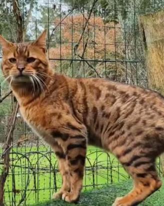 Cuccioli gatto bengala