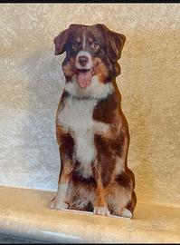 Pastore austrialiano