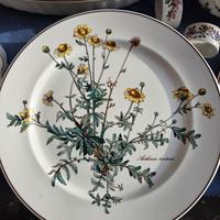 4 piatti Botanica senza radici