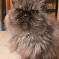 Gattina Persiana