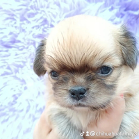 Femmina chihuahua pelo lungo