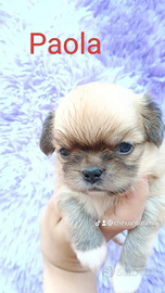 Femmina chihuahua pelo lungo