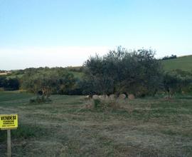 Terreno agricolo morciano di romagna 30.080 metri