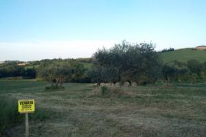 Terreno agricolo morciano di romagna 30.080 metri