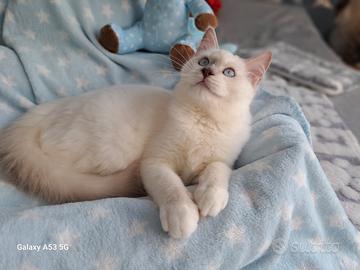 Cucciolo di Ragdoll WhiteAngels Tristan