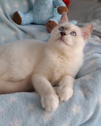 Cucciolo di Ragdoll WhiteAngels Tristan