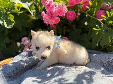 Siberian Husky con pedigree enci