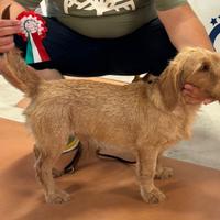 Cane fulvo di bretagna