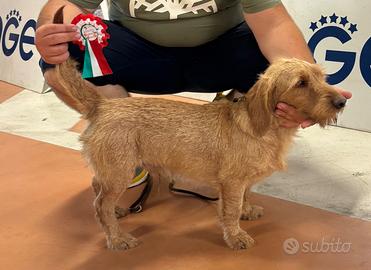 Cane fulvo di bretagna