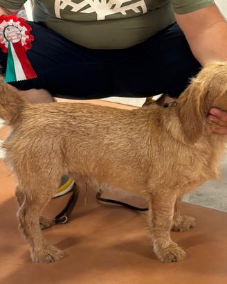 Cane fulvo di bretagna