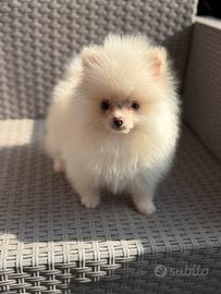 SPITZ Pomerania