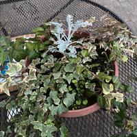 Mix di piante per terrazzo e balcone in vaso