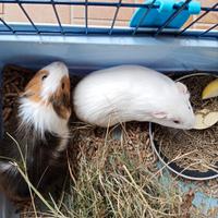 2 cavie o porcellini d india