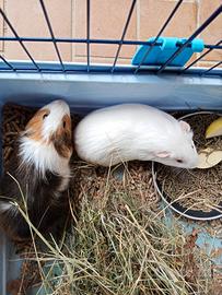 2 cavie o porcellini d india