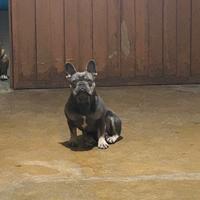 Bulldog francese per monta