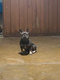 Bulldog francese per monta