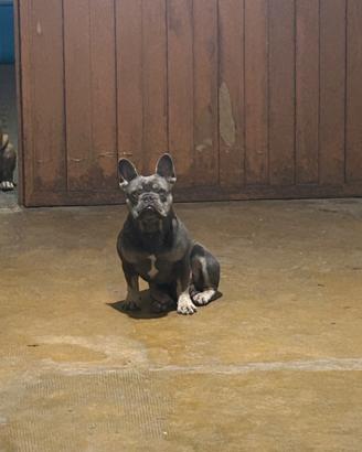 Bulldog francese per monta