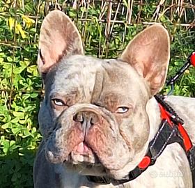 Stallone/Monta Lilac Merle carr.Isabella Bull.Fran