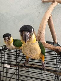 Caicco testa nera