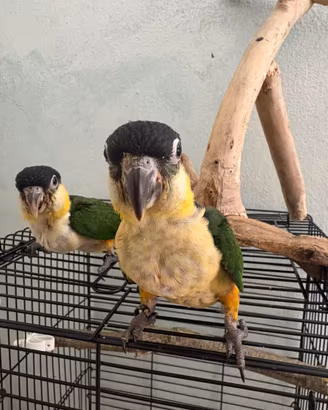 Caicco testa nera