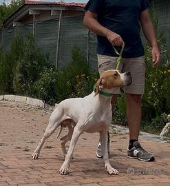 Pointer inglese