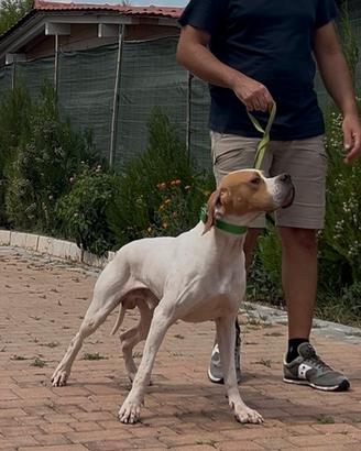 Pointer inglese