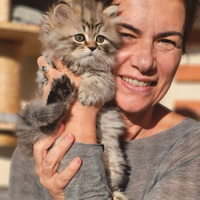 All Tirabaci Highland Straight con Pedigree