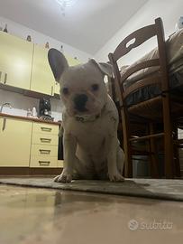 Bulldog francese