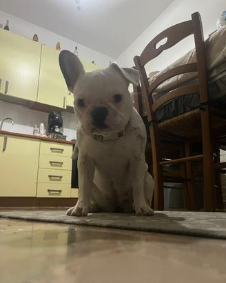 Bulldog francese