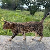 Gattina bengala 5 anni