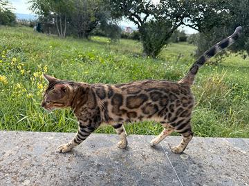 Gattina bengala 5 anni