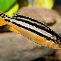 Melanochromis Auratus ciclide africano Malawi