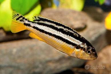 Melanochromis Auratus ciclide africano Malawi