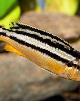 Melanochromis Auratus ciclide africano Malawi