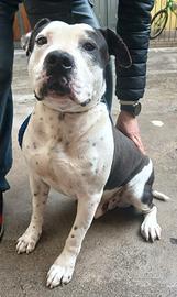 ARGO simil amstaff: vogliamo la sua rinascita