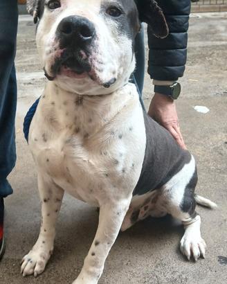 ARGO simil amstaff: vogliamo la sua rinascita