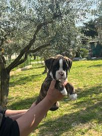 Cuccioli di BOXER