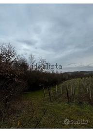 Terreno vigneto/ noccioleti Borgata Ripalda