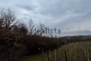 Terreno vigneto/ noccioleti Borgata Ripalda