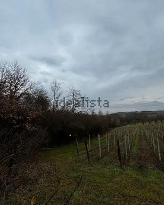 Terreno vigneto/ noccioleti Borgata Ripalda