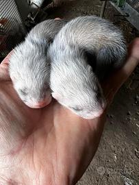 Furetti