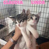 Claudia e Linda gattina bianco grigie