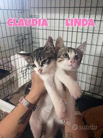 Claudia e Linda gattina bianco grigie