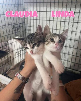 Claudia e Linda gattina bianco grigie