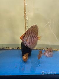 DISCUS PANTHERA 3-4 cm