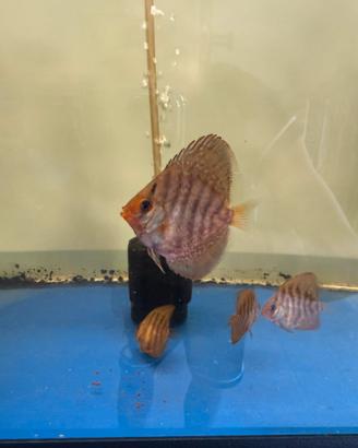 DISCUS PANTHERA 3-4 cm